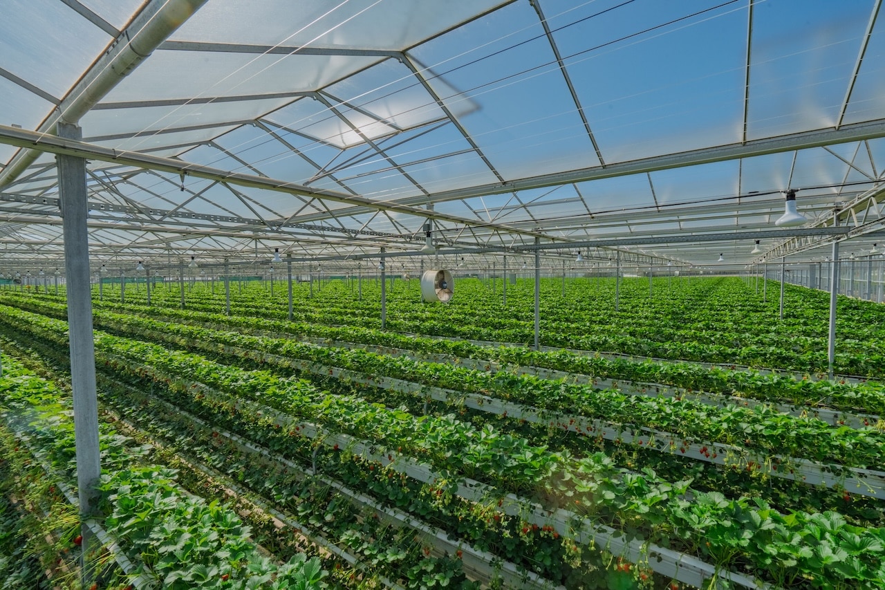 British strawberries grown in Lincolnshire growing in a greenhouse - Extraordinary Berries