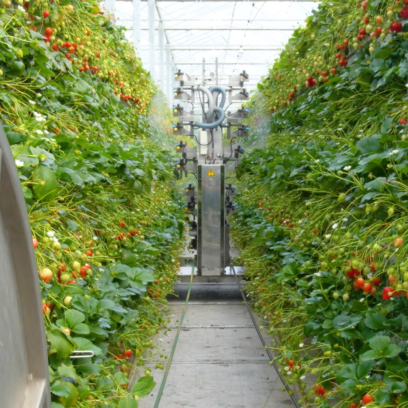 Smart technology for strawberry greenhouse growing - Extraordinary Berries Co.
