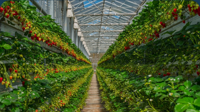 British strawberries grown in Lincolnshire growing in a greenhouse vertical farming - Extraordinary Berries