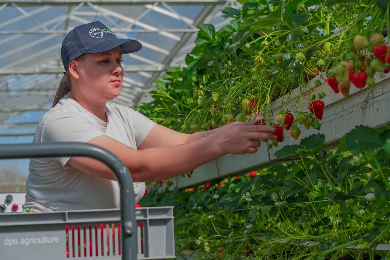 British strawberries grown in Lincolnshire growing in a greenhouse lady picking strawberries - Extraordinary Berries